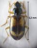Bembidion hummleri